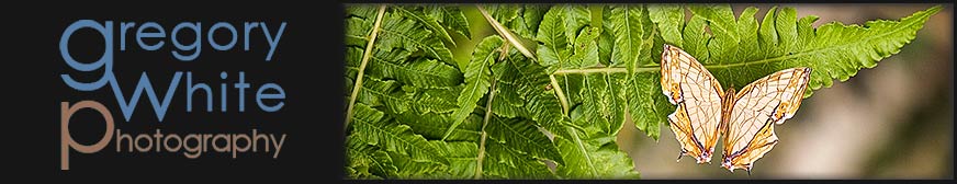 Random header image... Refresh for more!