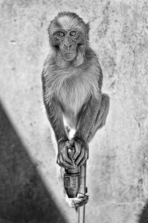 Cheeky monkey at the Hannuman Temple in Shimla.